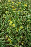 082_Bupleurum rotundifolium